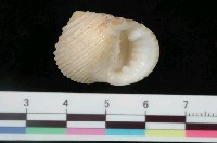 藏品(白肋蜑螺)的圖片